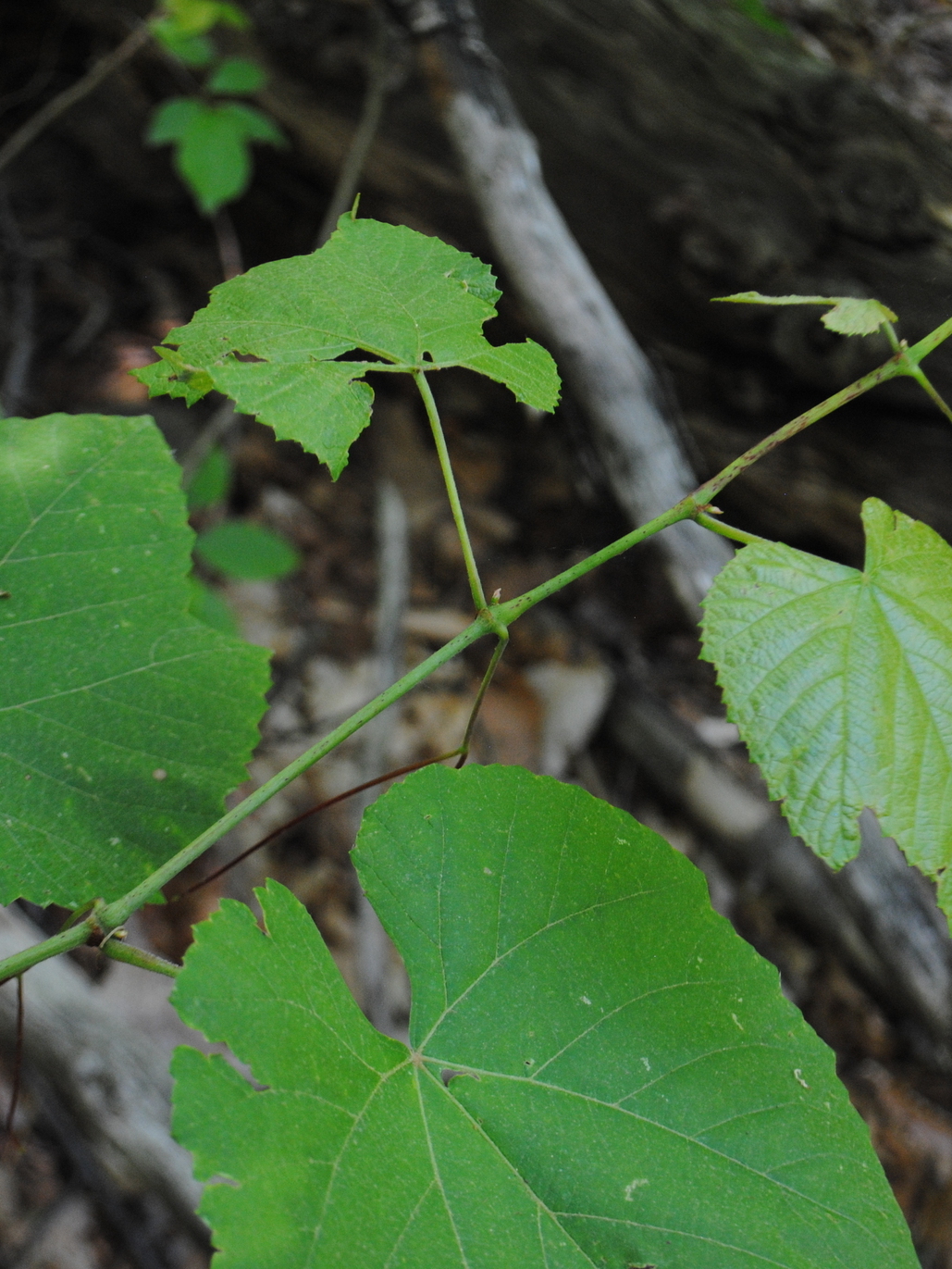 Pilgrim Grape photo 5
