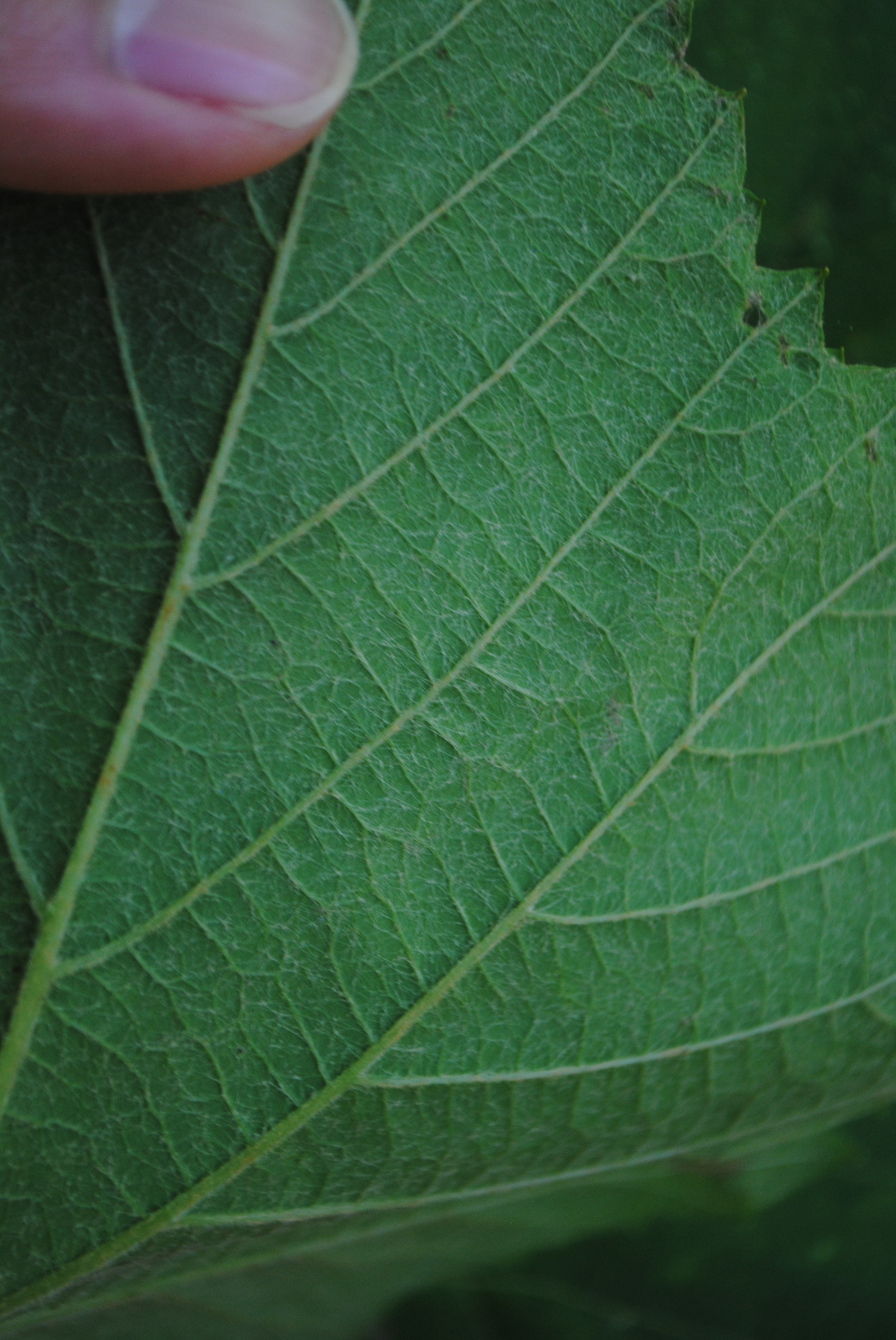 Pilgrim Grape photo 6