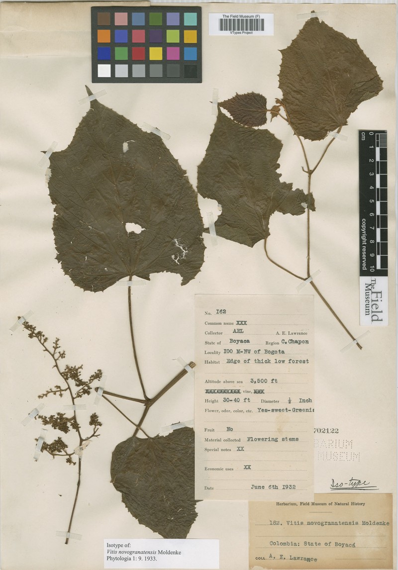 Vitis novogranatensis