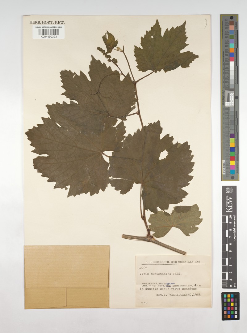 Vitis nuristanica
