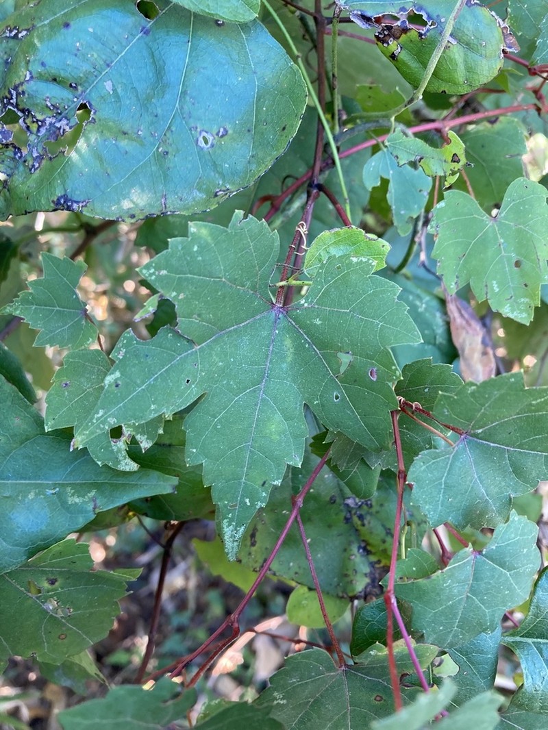 Catbird Grape photo 4