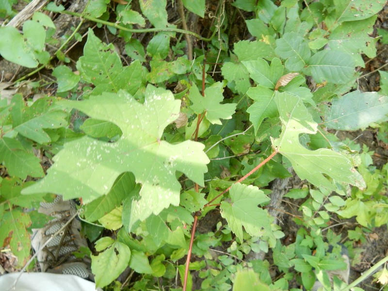 Catbird Grape photo 6