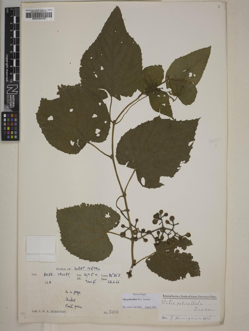 Vitis pedicellata