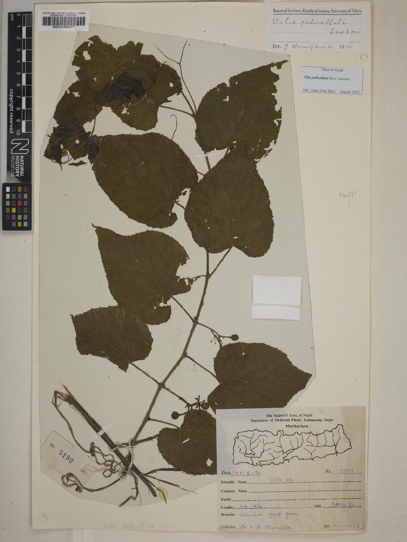 Vitis pedicellata photo 2