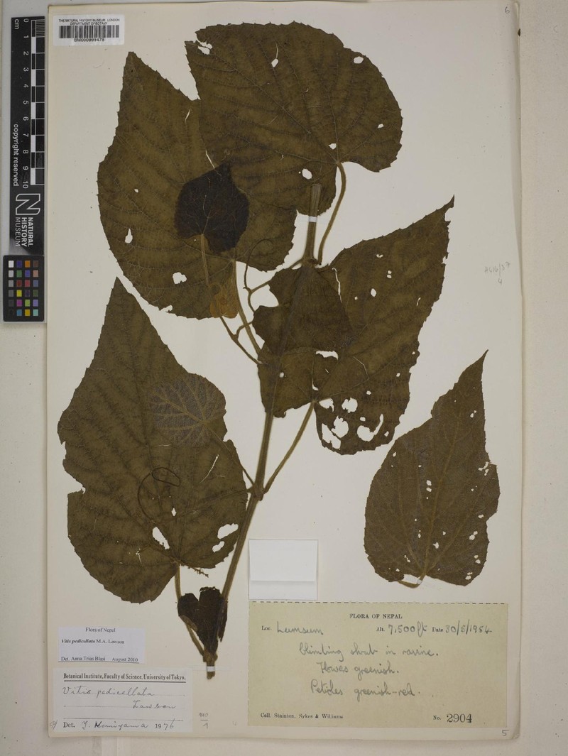 Vitis pedicellata photo 3