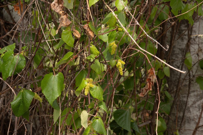 Vitis peninsularis photo 2