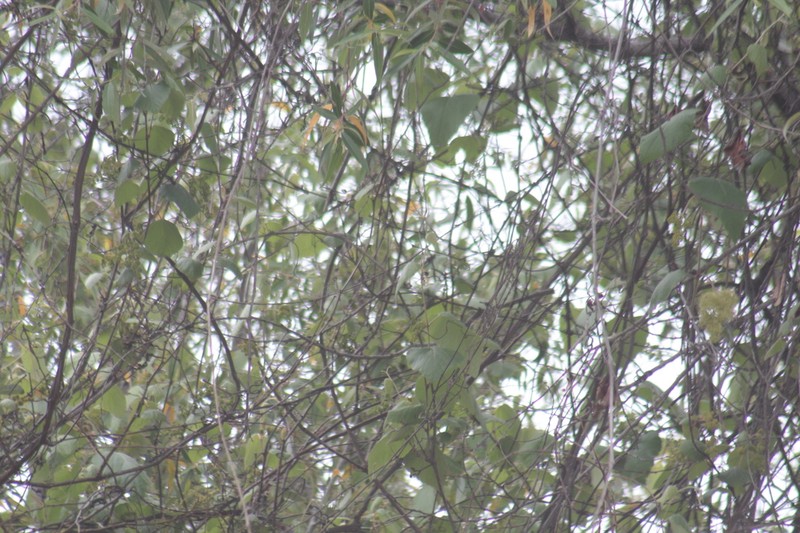 Vitis peninsularis photo 3