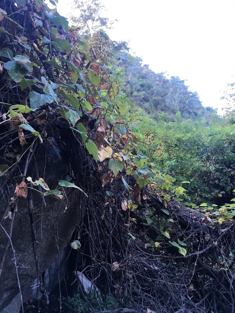 Vitis peninsularis photo 4