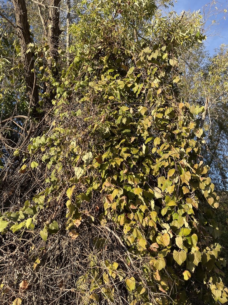 Vitis peninsularis photo 6