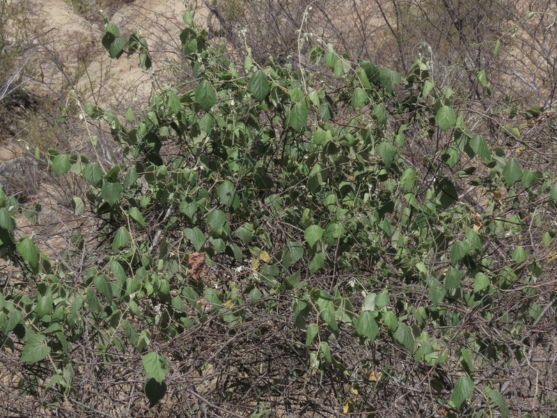 Vitis peninsularis photo 7