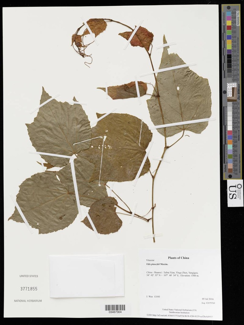 Vitis piasezkii