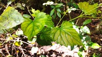 Vitis popenoei
