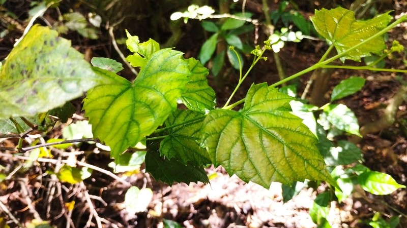 Vitis popenoei