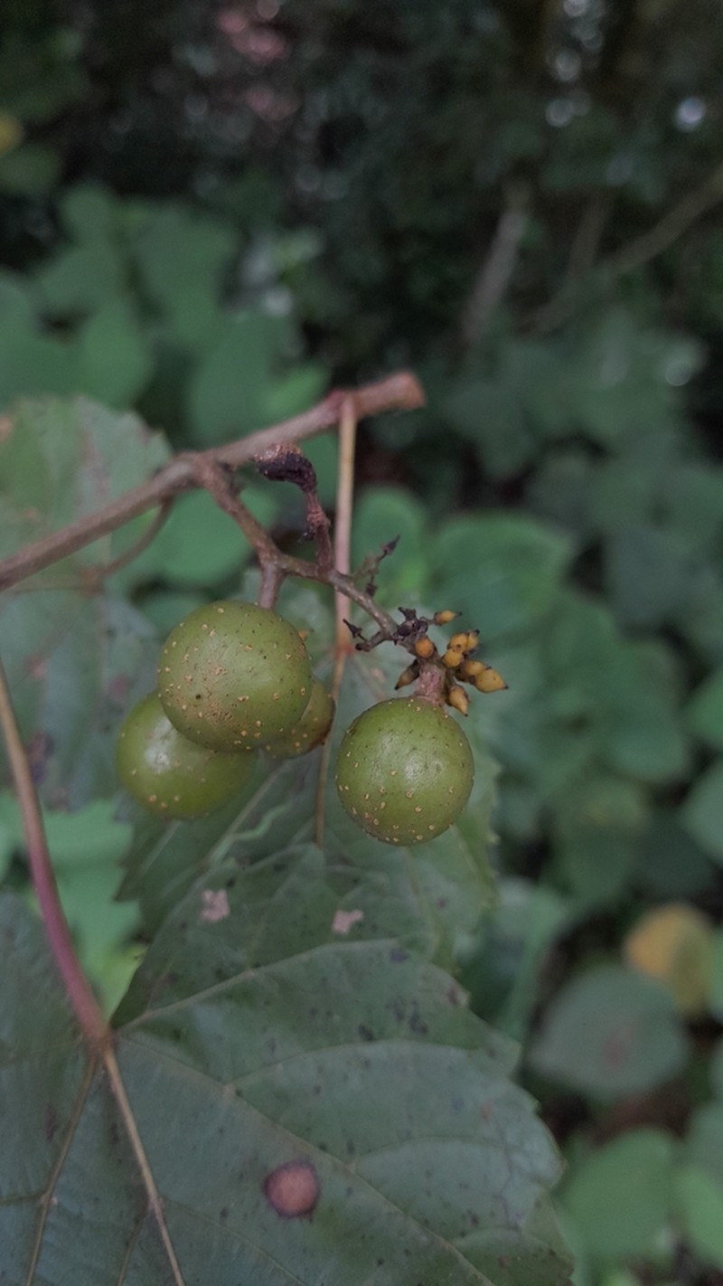 Vitis popenoei photo 2