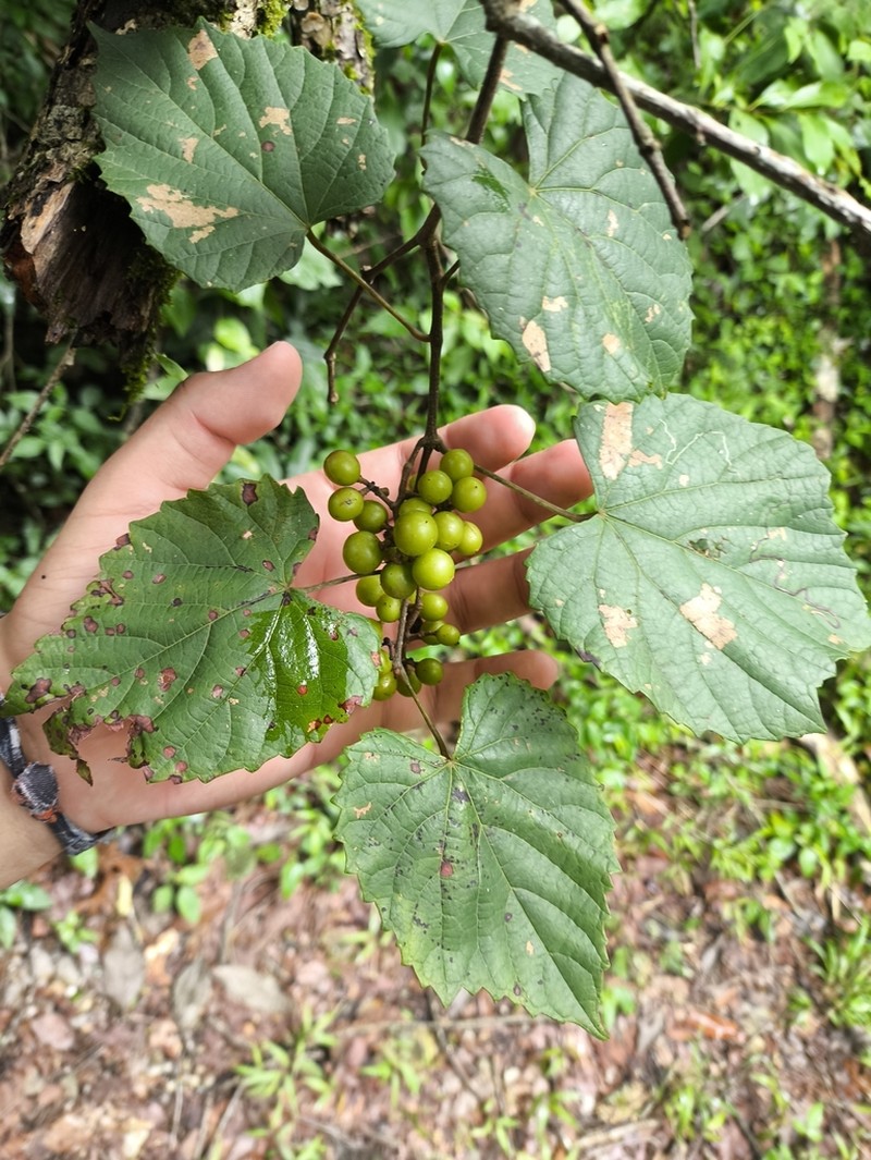 Vitis popenoei photo 3