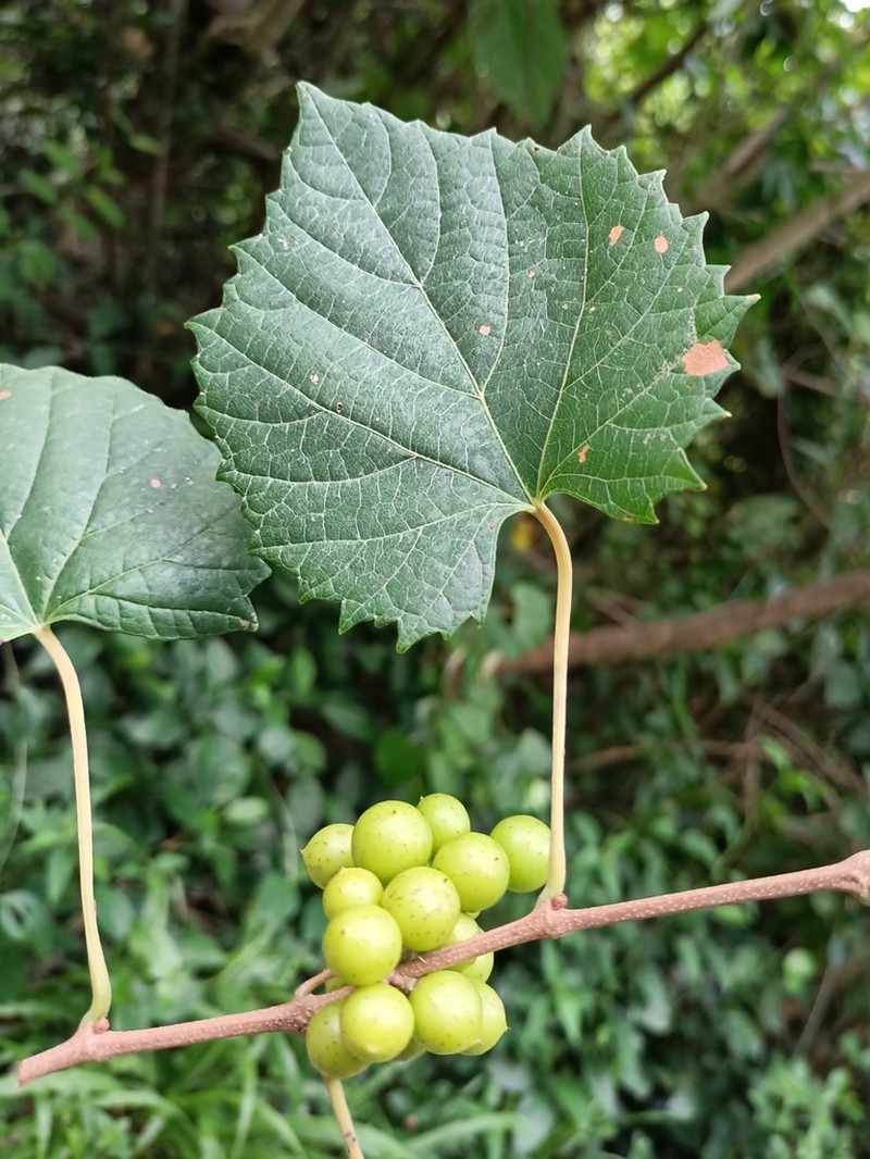 Vitis popenoei photo 4