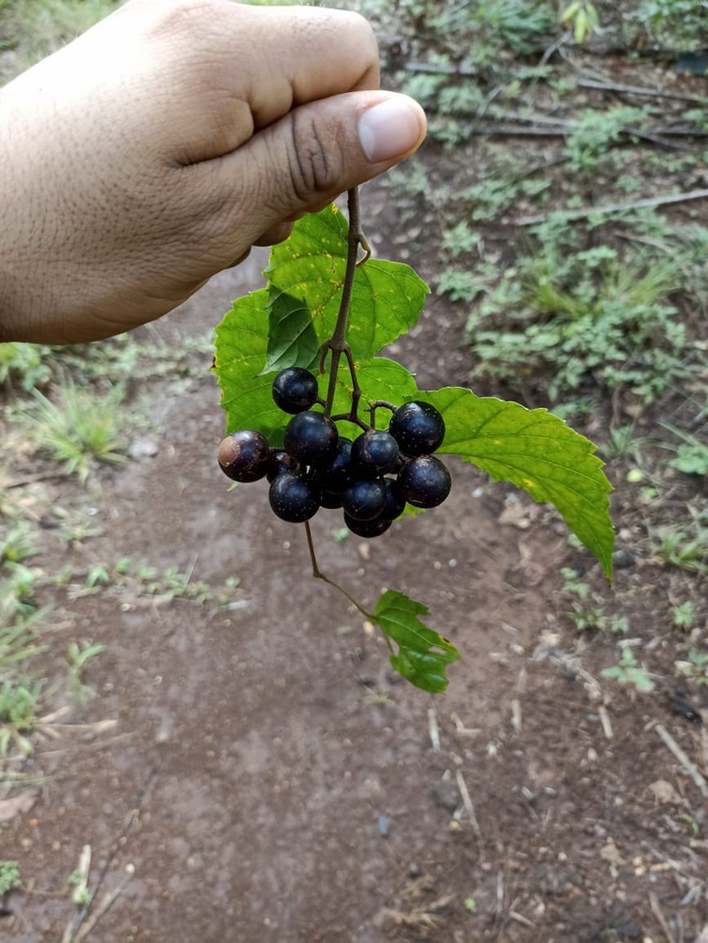 Vitis popenoei photo 5
