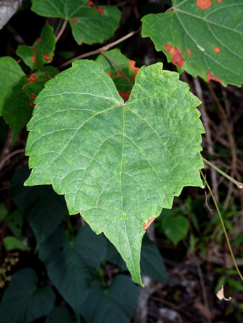 Vitis popenoei photo 6
