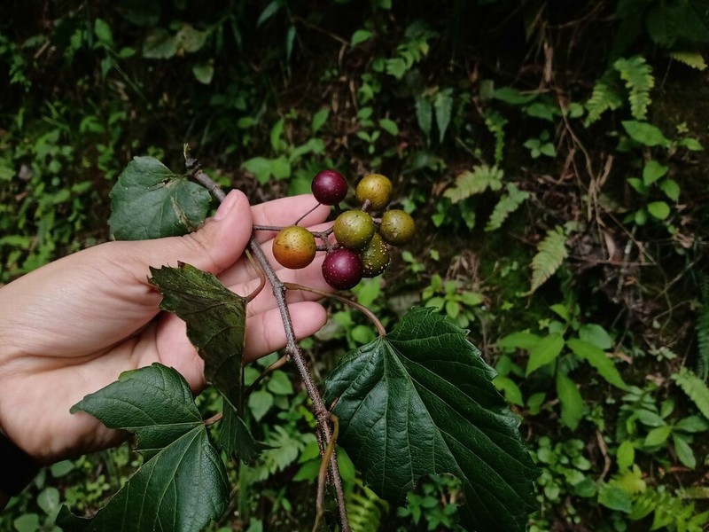 Vitis popenoei photo 7
