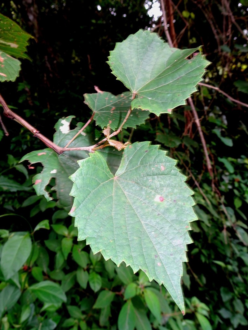 Vitis popenoei photo 8