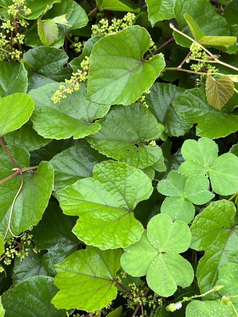 Vitis pseudoreticulata