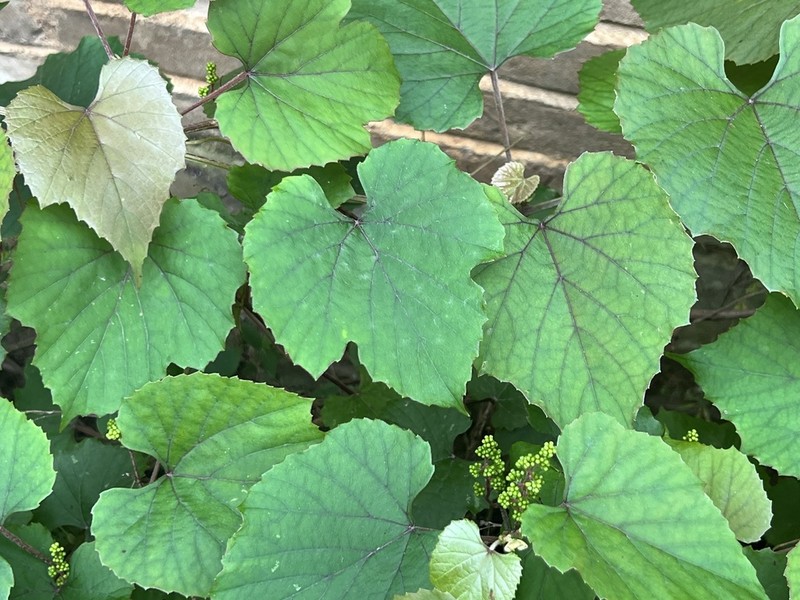 Vitis pseudoreticulata photo 2