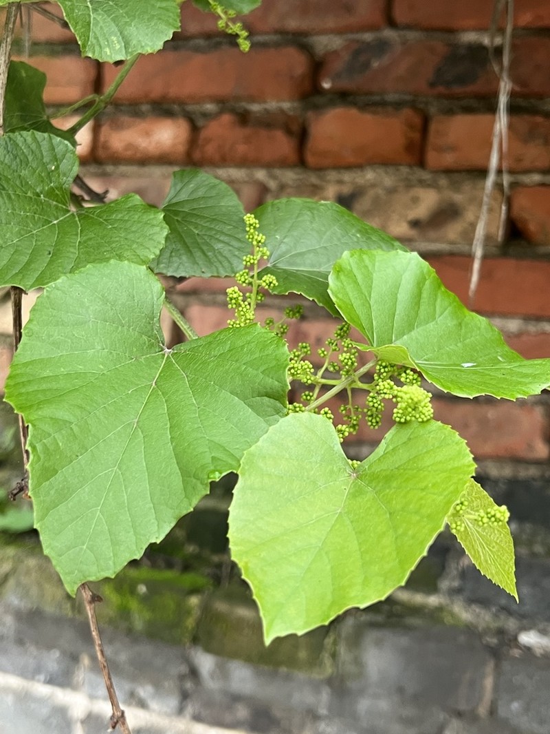 Vitis pseudoreticulata photo 3