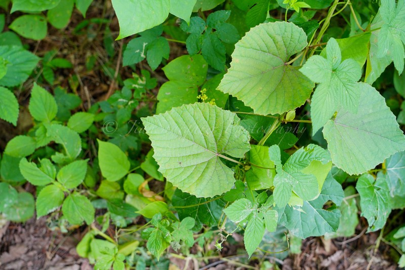 Vitis pseudoreticulata photo 4