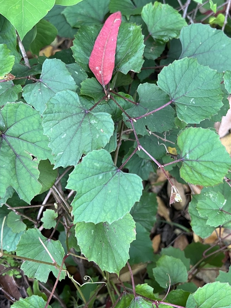 Vitis pseudoreticulata photo 5