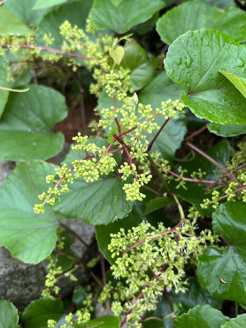 Vitis pseudoreticulata photo 6