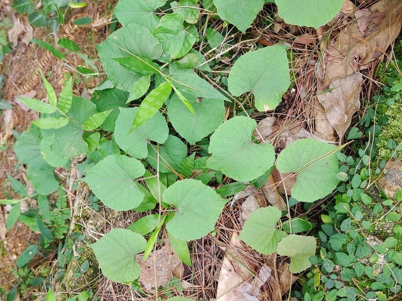 Vitis pseudoreticulata photo 7