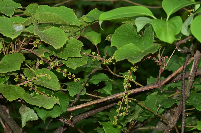 Vitis pseudoreticulata photo 8