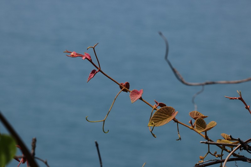 Vitis retordii photo 2