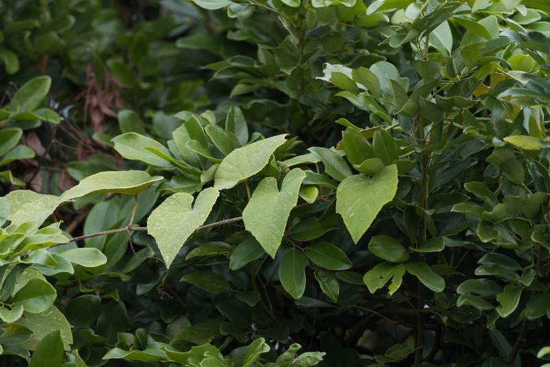 Vitis retordii photo 3