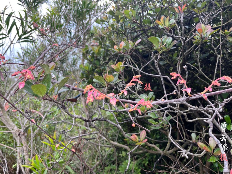 Vitis retordii photo 4