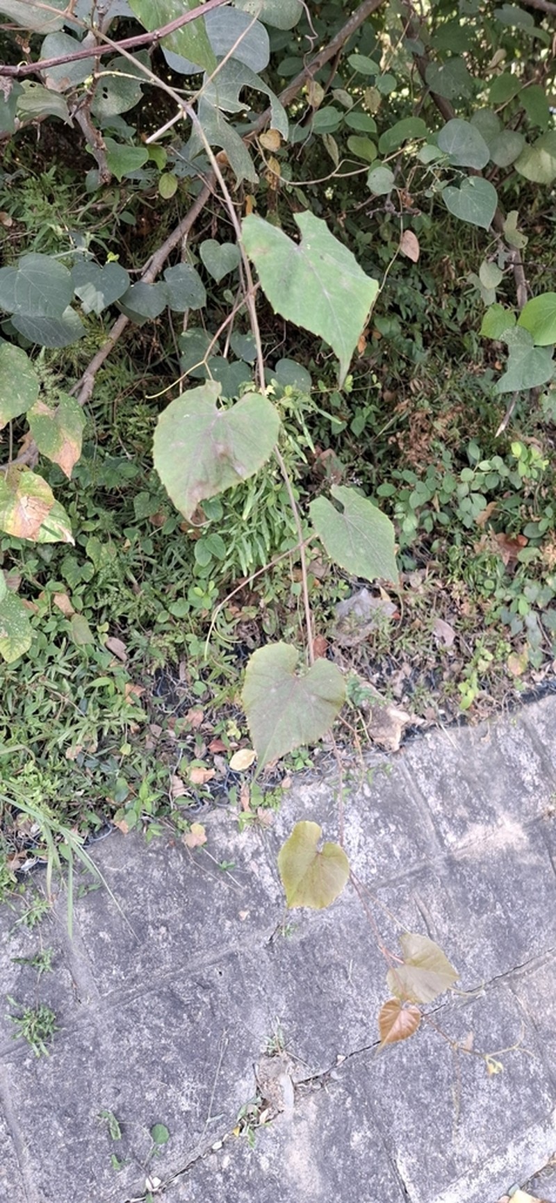 Vitis retordii photo 5