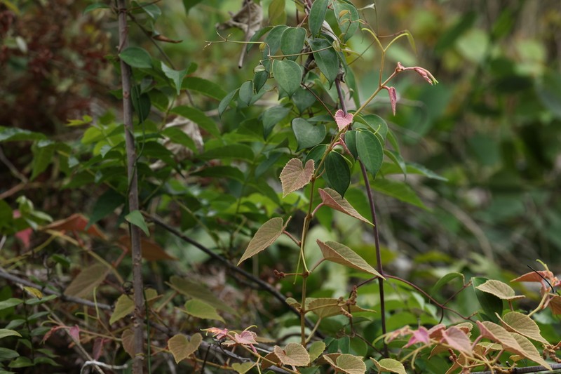 Vitis retordii photo 6