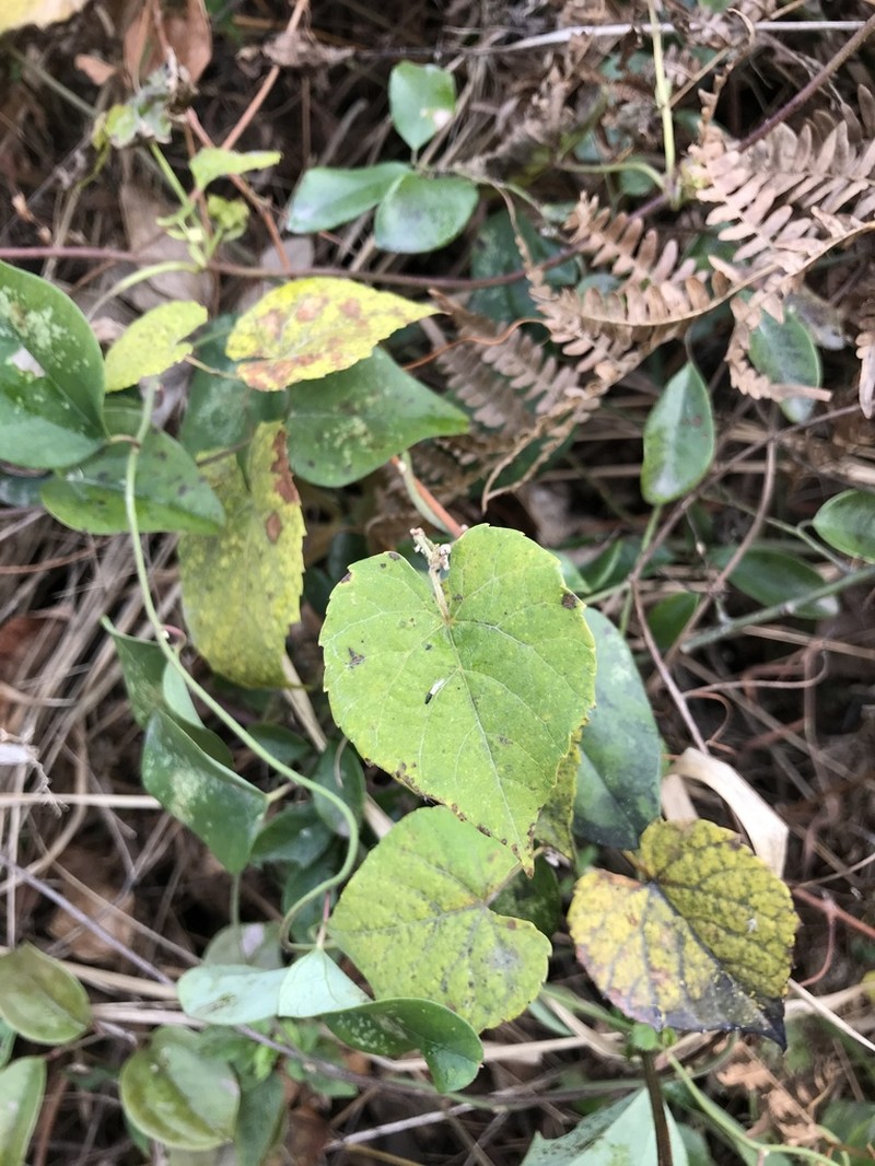 Vitis retordii photo 7