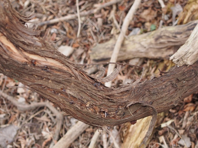 Riverbank Grape photo 6