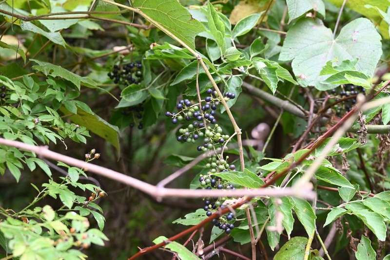 Riverbank Grape photo 7