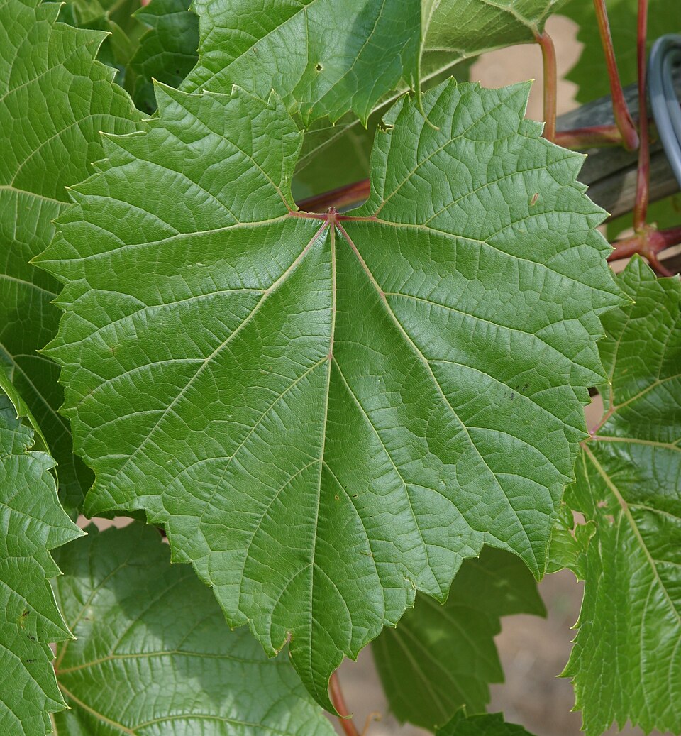 Riverbank Grape photo 6