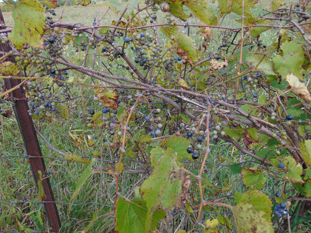Riverbank Grape photo 7