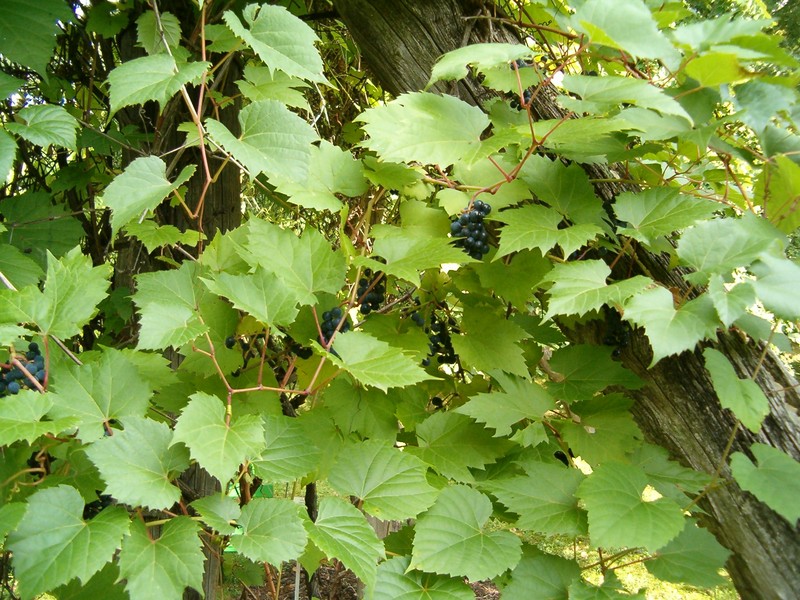Riverbank Grape photo 2