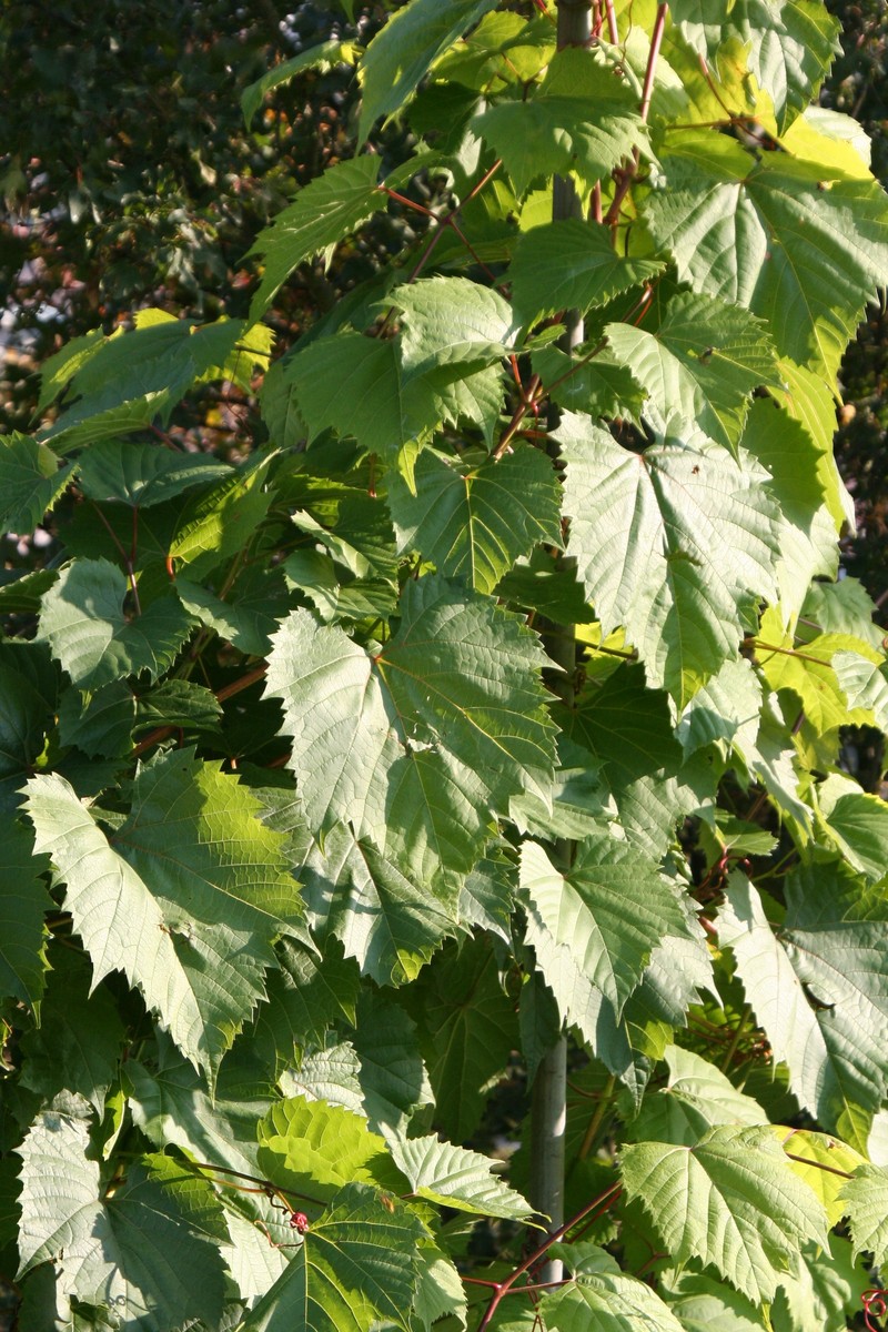Riverbank Grape photo 8