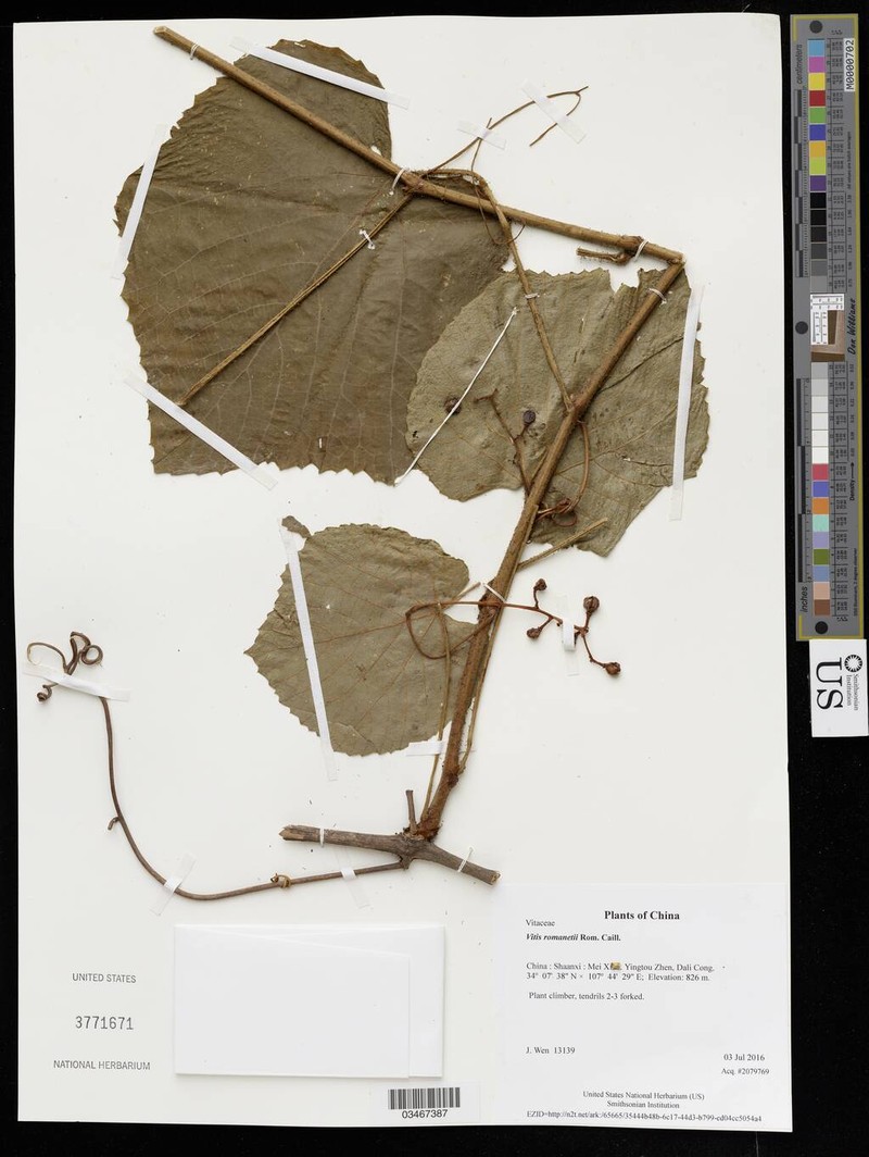 Vitis romanetii