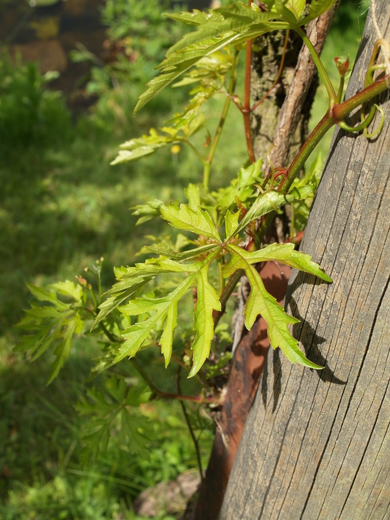 Vitis romanetii photo 2