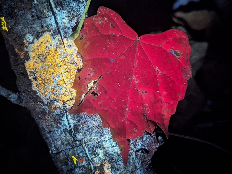 Muscadine photo 4