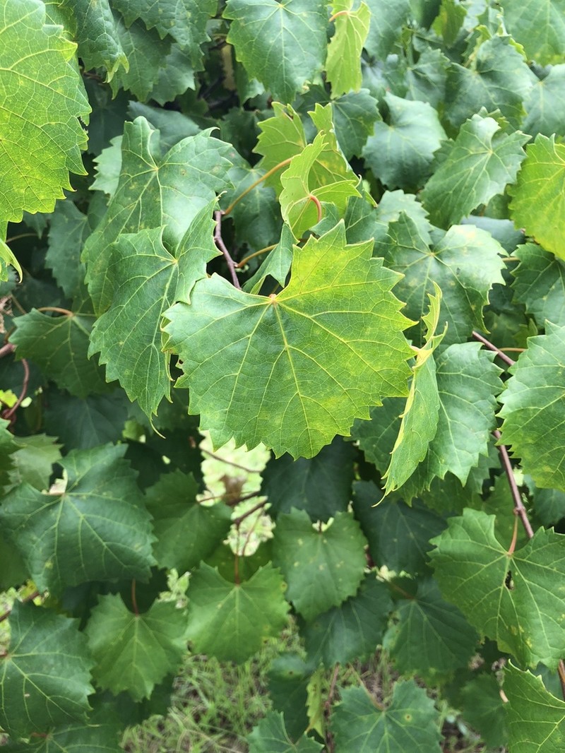 Muscadine photo 6