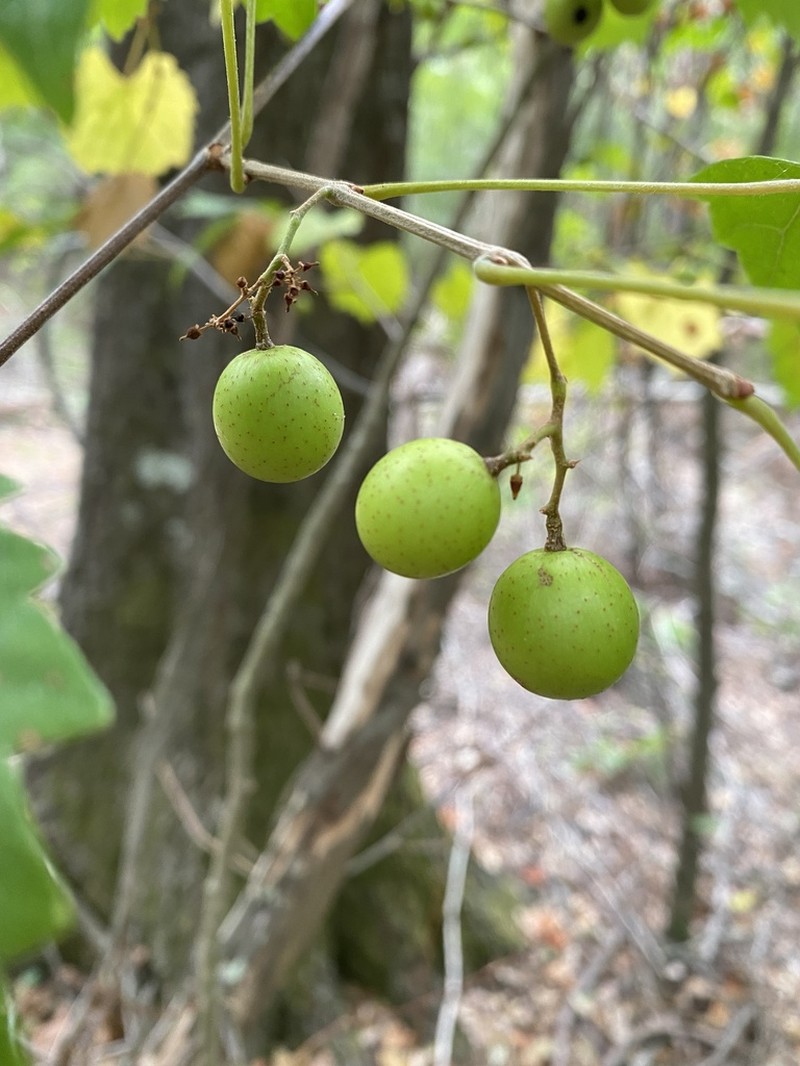 Muscadine photo 7