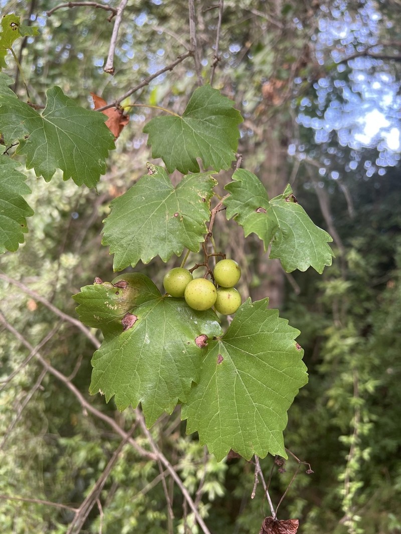 Muscadine photo 8